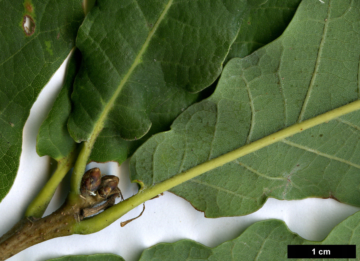 High resolution image: Family: Fagaceae - Genus: Quercus - Taxon: ×warburgii (Q.robur × Q.rugosa)